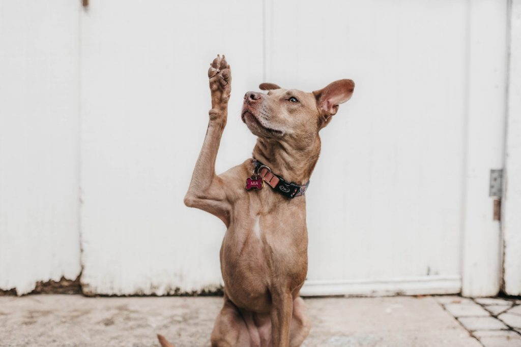 passare all azione per spiegare la comunicazione non violenta Yoga on the Job